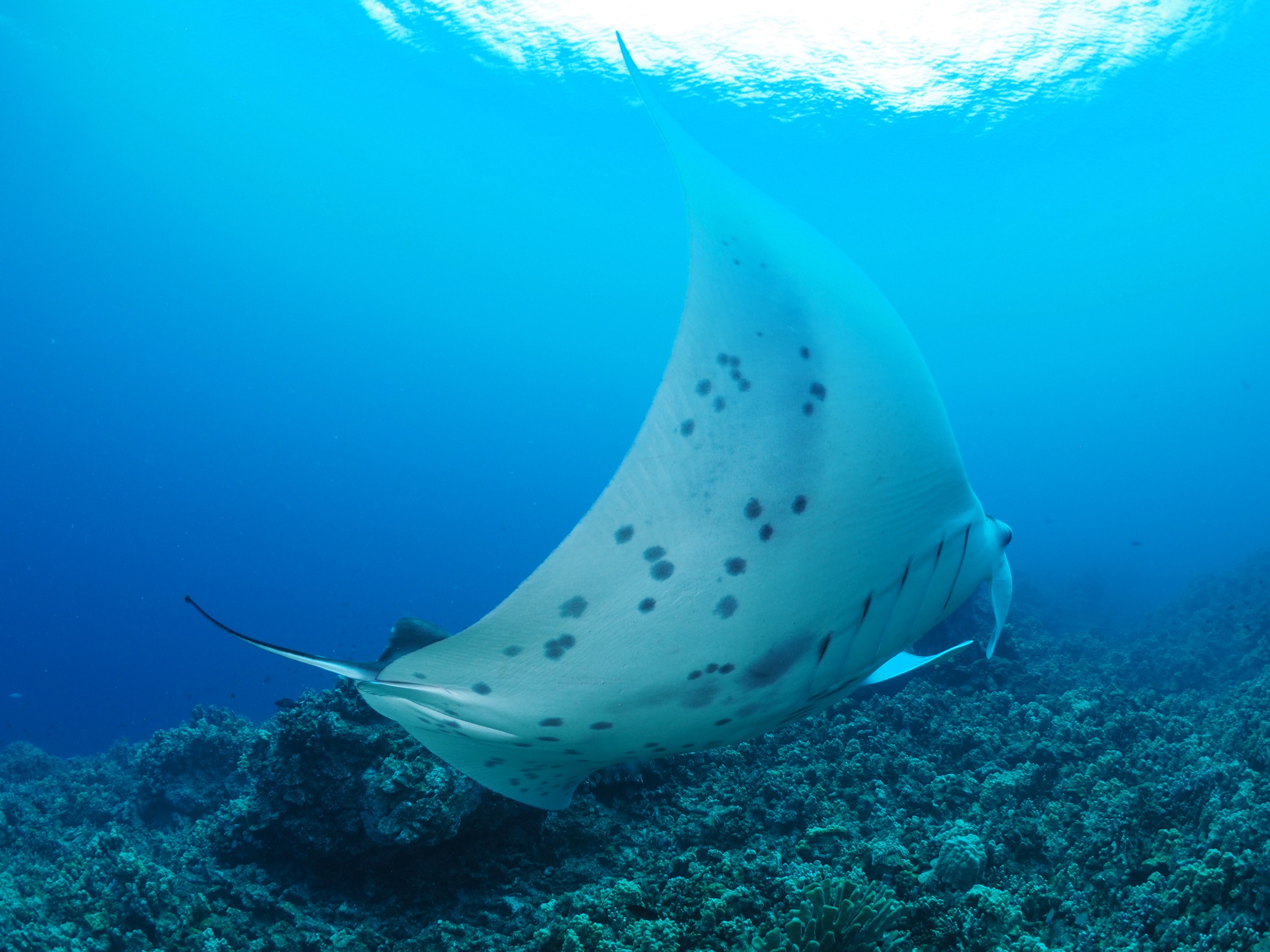 Manta ray gliding above a coral reef