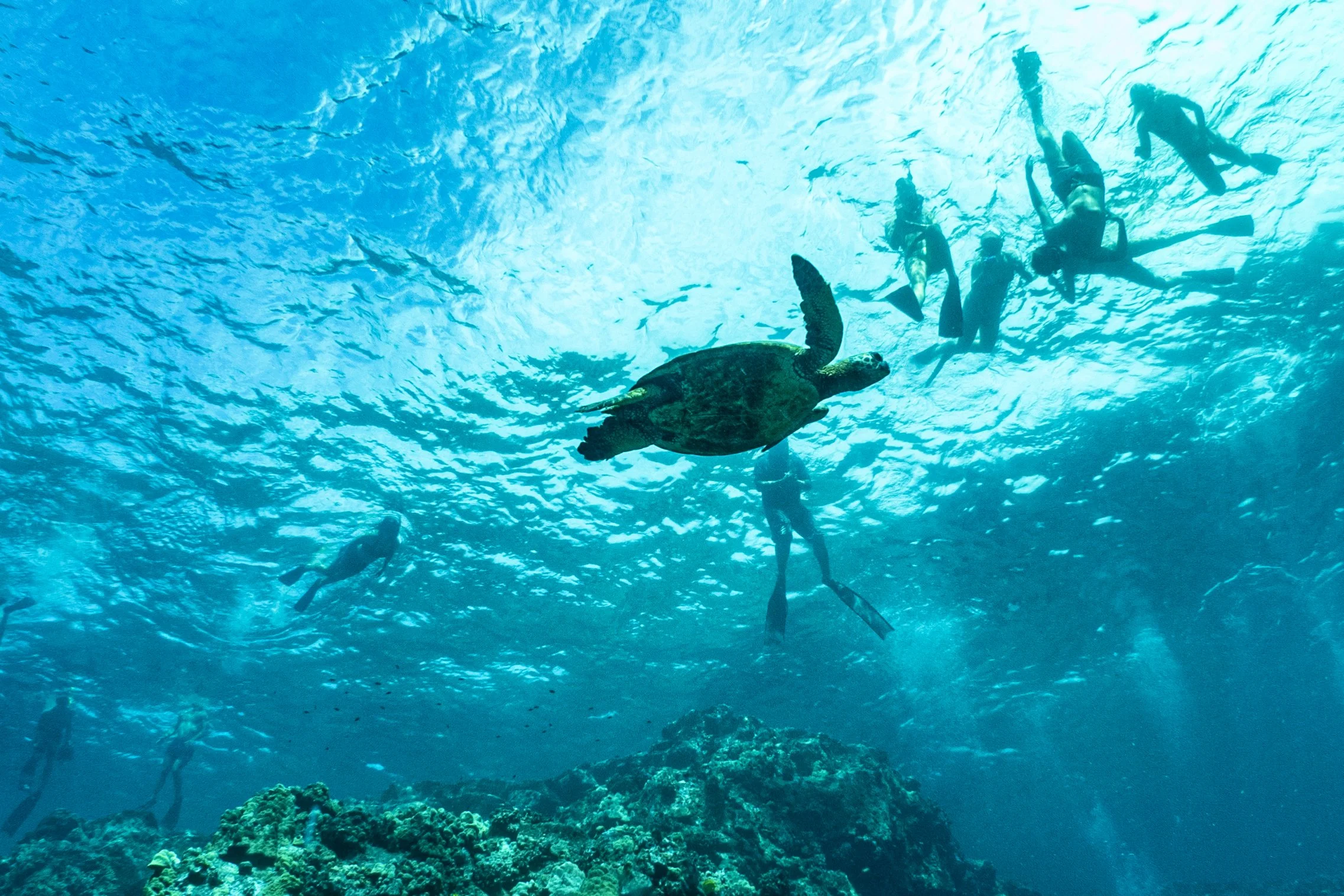 Sea turtle swimming beneath snorkelers