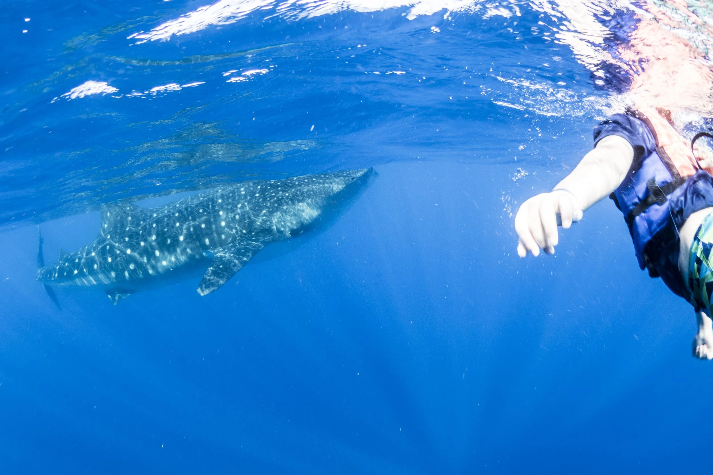 Whale shark swimming beside a snorkeler